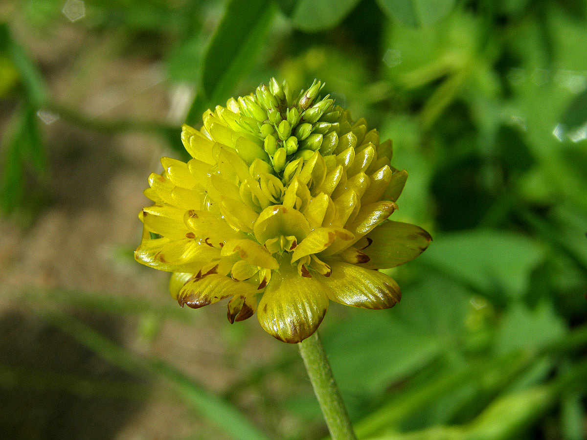 Jetel hnědý (Trifolium badium L.)