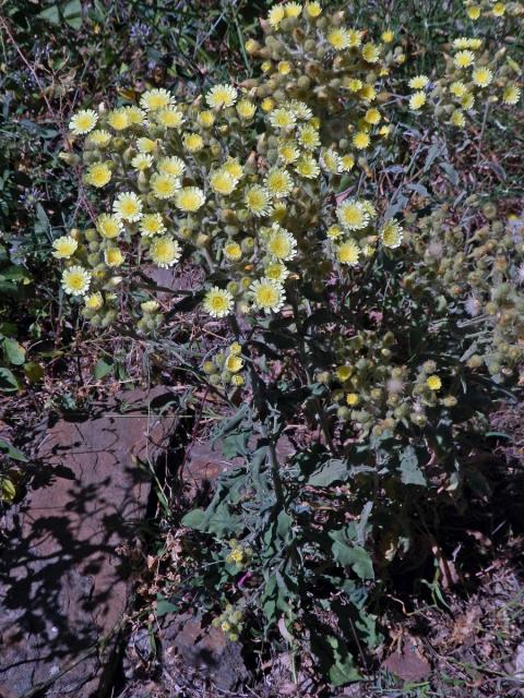 Andryala vlnatá (Andryala integrifolia L.)