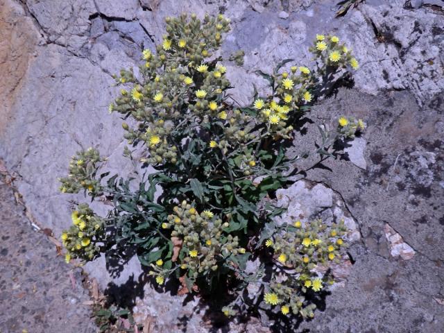 Andryala vlnatá (Andryala integrifolia L.)