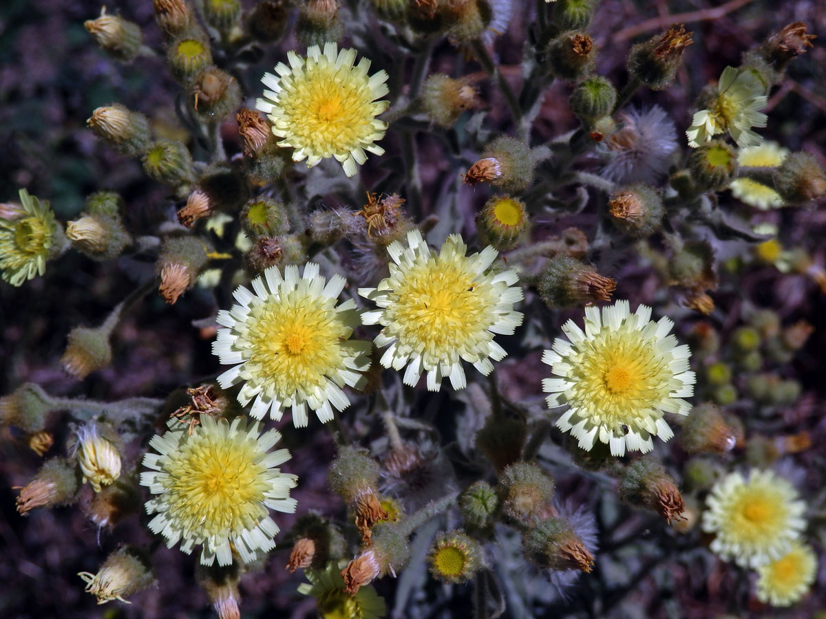 Andryala vlnatá (Andryala integrifolia L.)