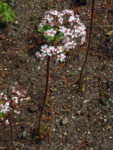 Darmera štítnatá (Darmera peltata (Torr. ex Benth.) Voss)