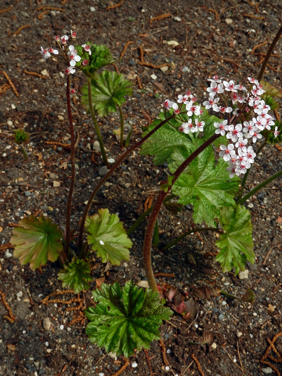 Darmera štítnatá (Darmera peltata (Torr. ex Benth.) Voss)