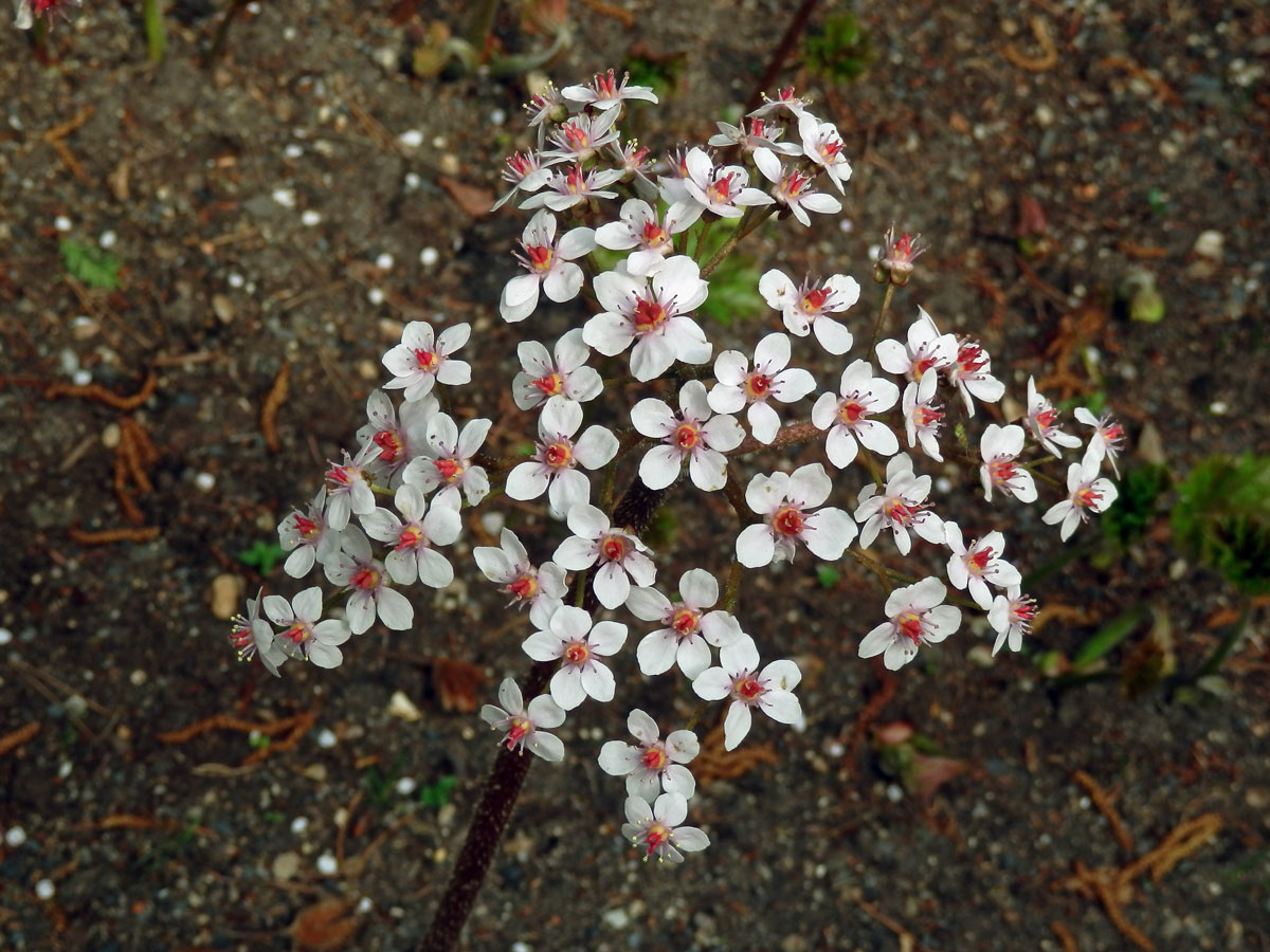 Darmera štítnatá (Darmera peltata (Torr. ex Benth.) Voss)