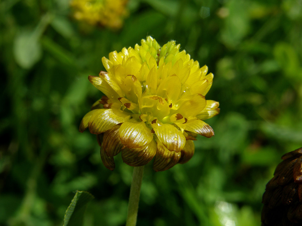 Jetel hnědý (Trifolium badium L.)