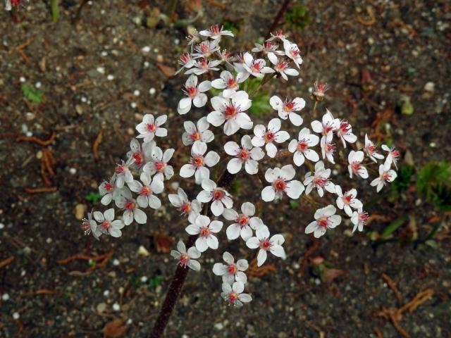 Darmera štítnatá (Darmera peltata (Torr. ex Benth.) Voss)