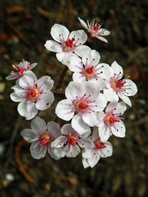 Darmera štítnatá (Darmera peltata (Torr. ex Benth.) Voss)