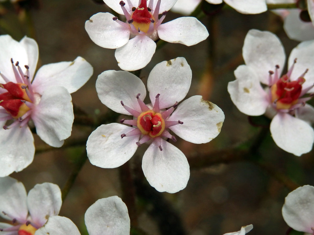 Darmera štítnatá (Darmera peltata (Torr. ex Benth.) Voss)