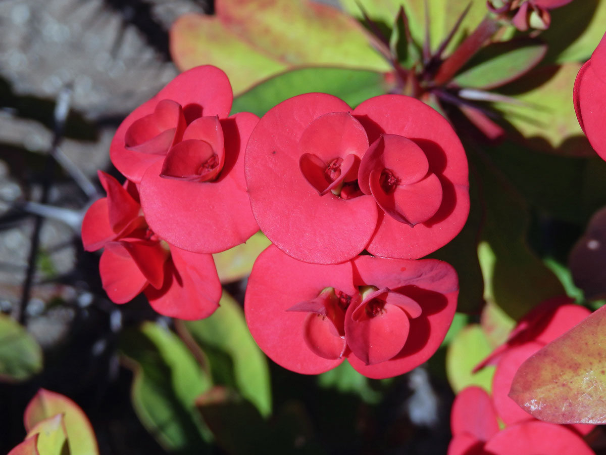 Pryšec zářivý (Euphorbia milii Des Moul.)