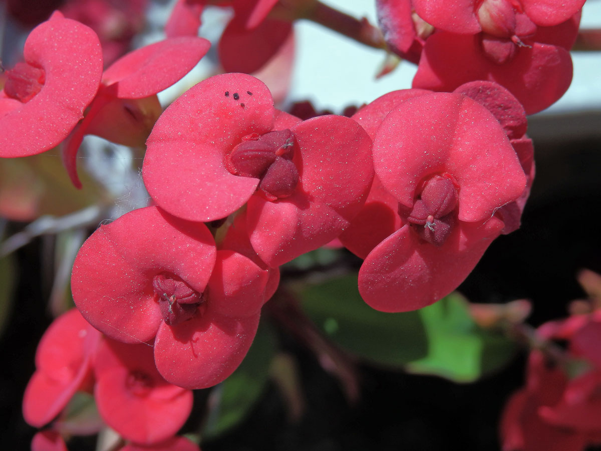 Pryšec zářivý (Euphorbia milii Des Moul.)