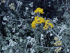 Starček přímořský (Senecio bicolor (Willd.) Tod.)