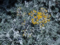 Starček přímořský (Senecio bicolor (Willd.) Tod.)