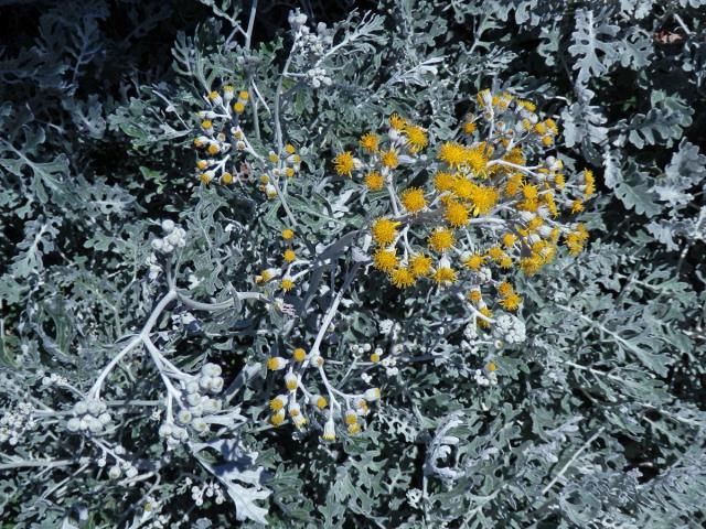 Starček přímořský (Senecio bicolor (Willd.) Tod.)