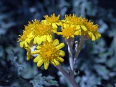 Starček přímořský (Senecio bicolor (Willd.) Tod.)