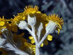 Starček přímořský (Senecio bicolor (Willd.) Tod.)