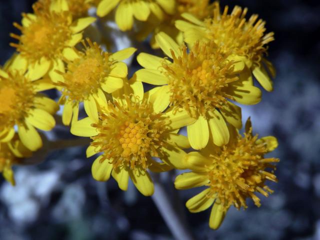 Starček přímořský (Senecio bicolor (Willd.) Tod.)