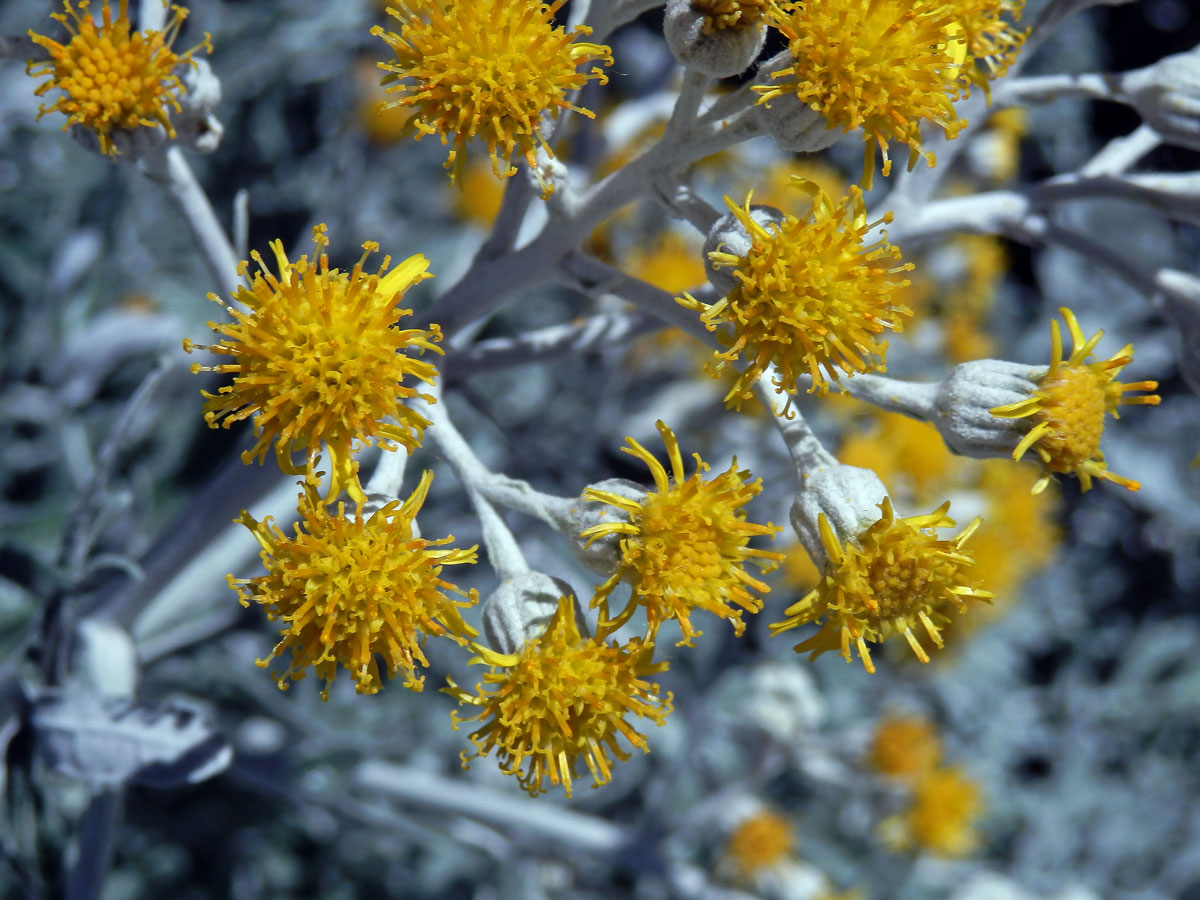 Starček přímořský (Senecio bicolor (Willd.) Tod.)