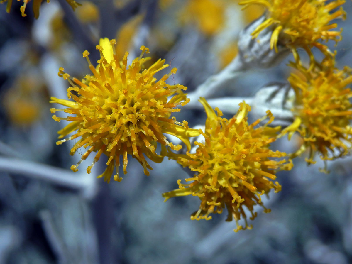 Starček přímořský (Senecio bicolor (Willd.) Tod.)