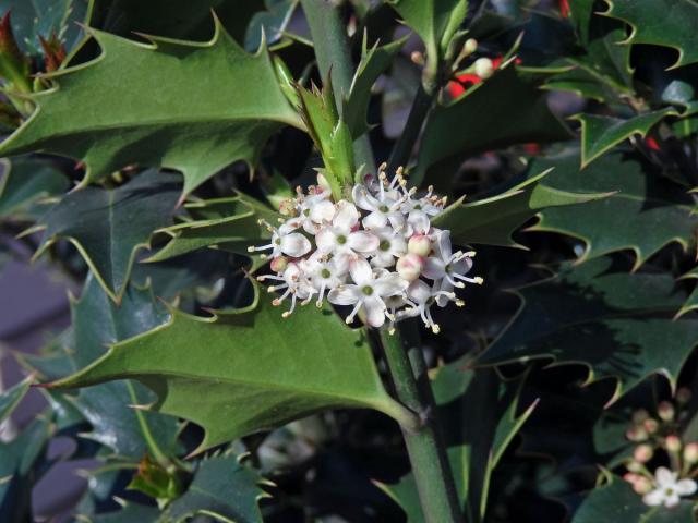 Cesmína ostrolistá (Ilex aquifolium L.)