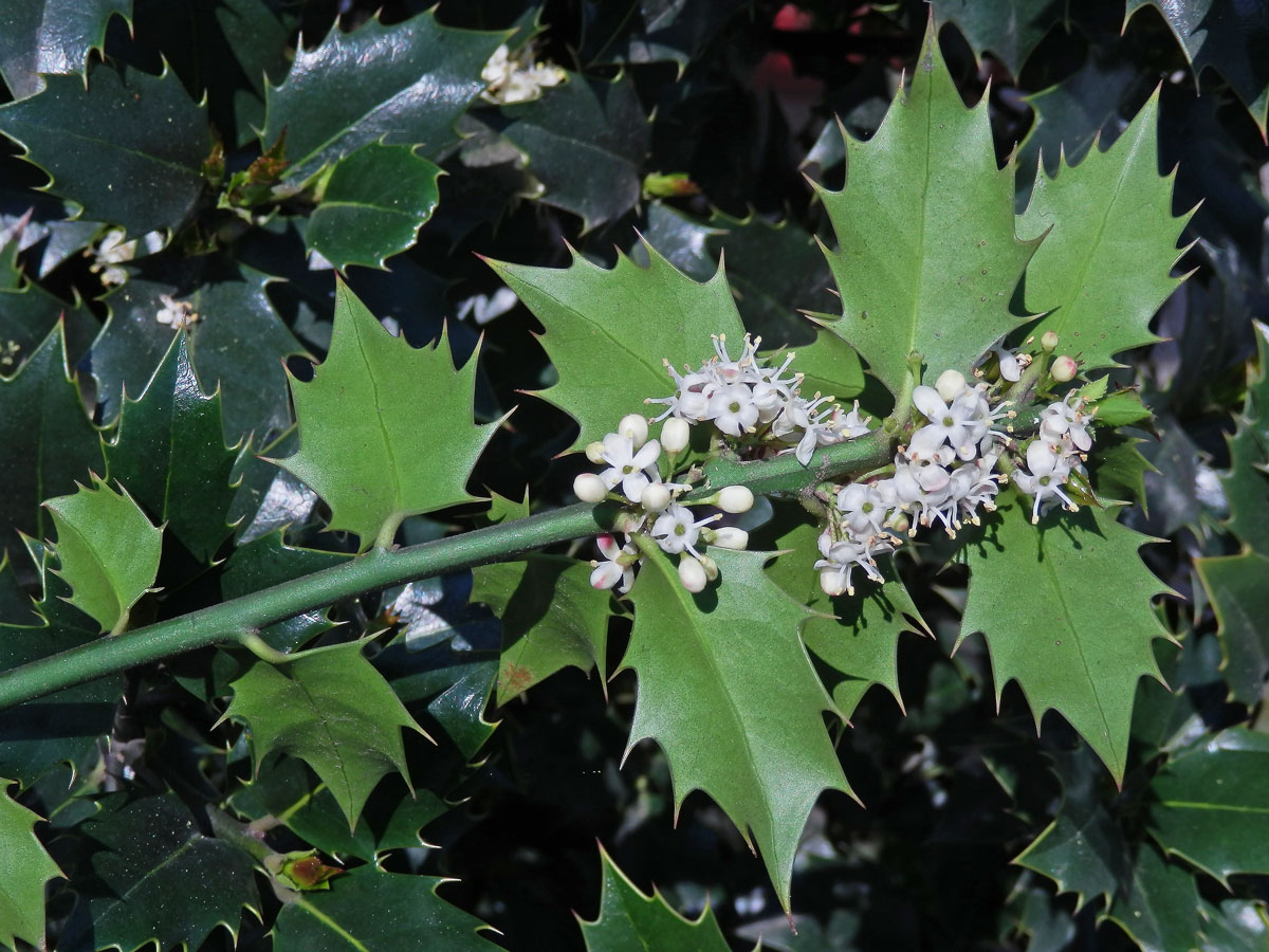 Cesmína ostrolistá (Ilex aquifolium L.)