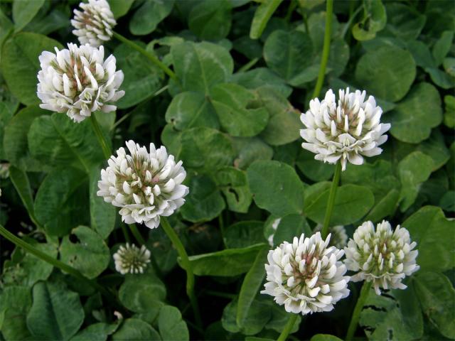 Jetel plazivý (Trifolium repens L.)