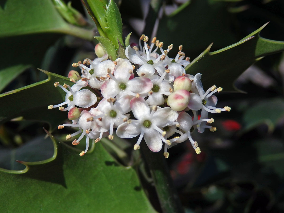 Cesmína ostrolistá (Ilex aquifolium L.)