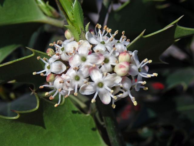 Cesmína ostrolistá (Ilex aquifolium L.)