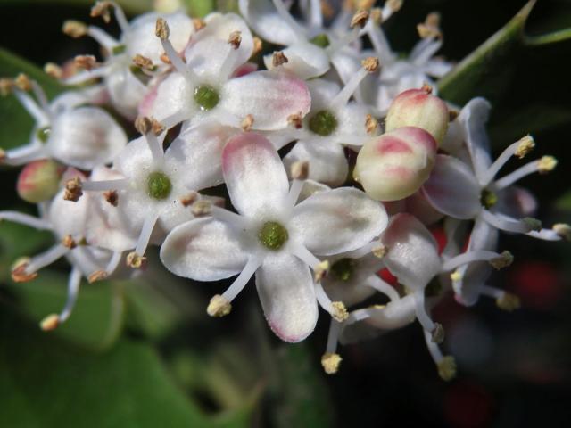 Cesmína ostrolistá (Ilex aquifolium L.)