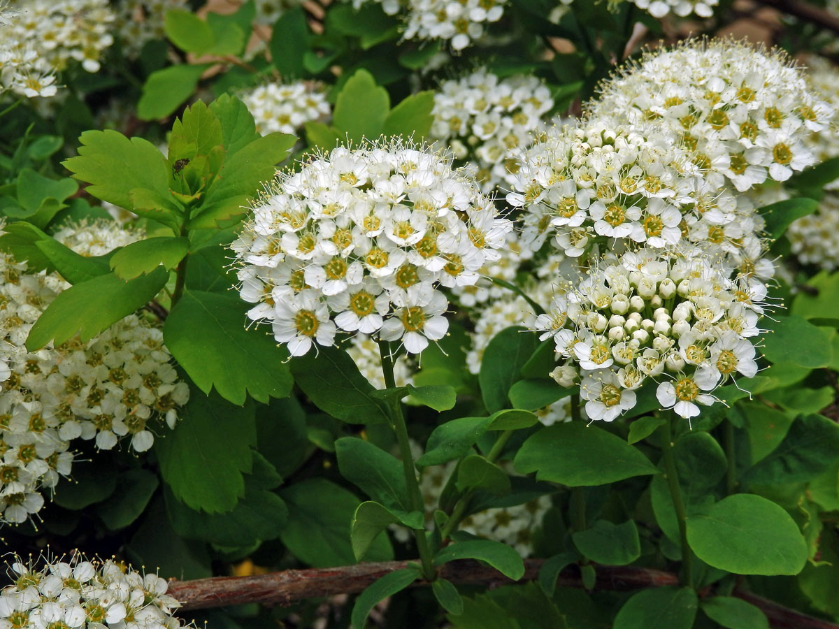 Tavolník prostřední (Spiraea media Schmidt)