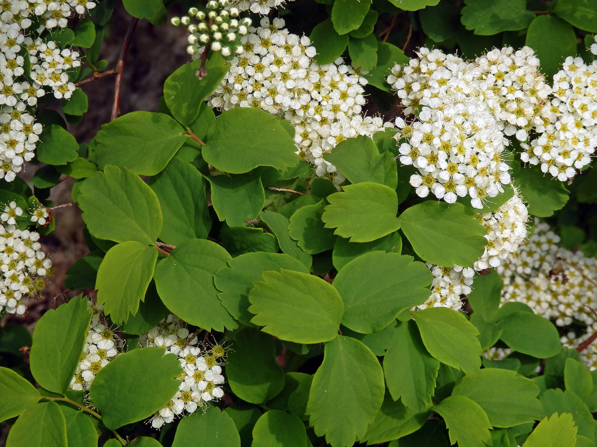 Tavolník prostřední (Spiraea media Schmidt)