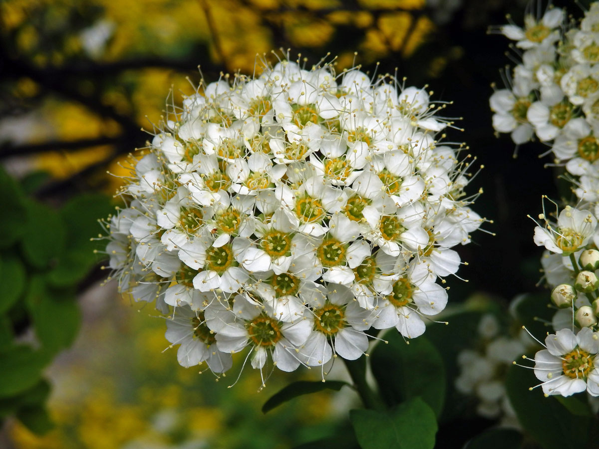 Tavolník prostřední (Spiraea media Schmidt)