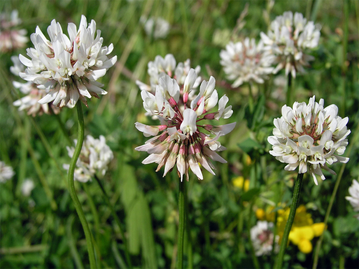 Jetel plazivý (Trifolium repens L.)