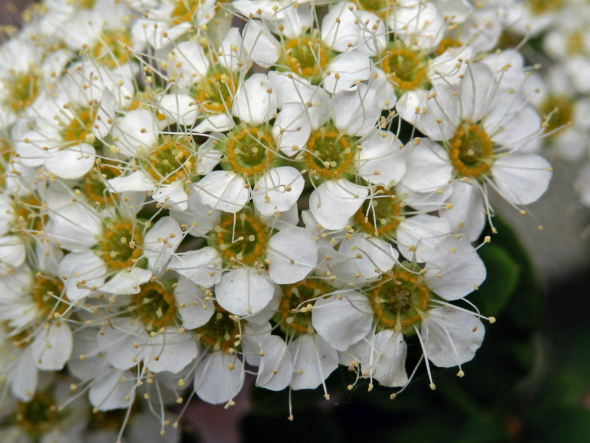 Tavolník prostřední (Spiraea media Schmidt)