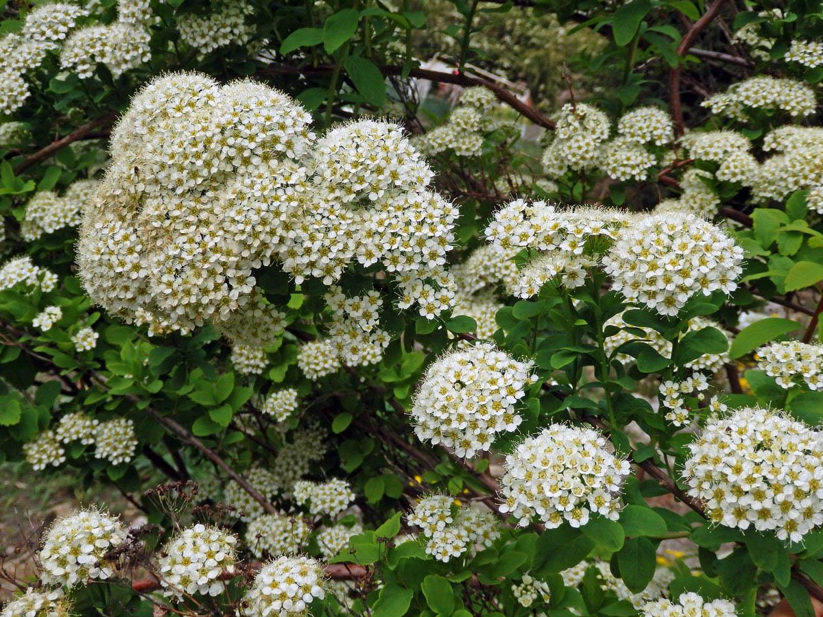 Tavolník prostřední (Spiraea media Schmidt)