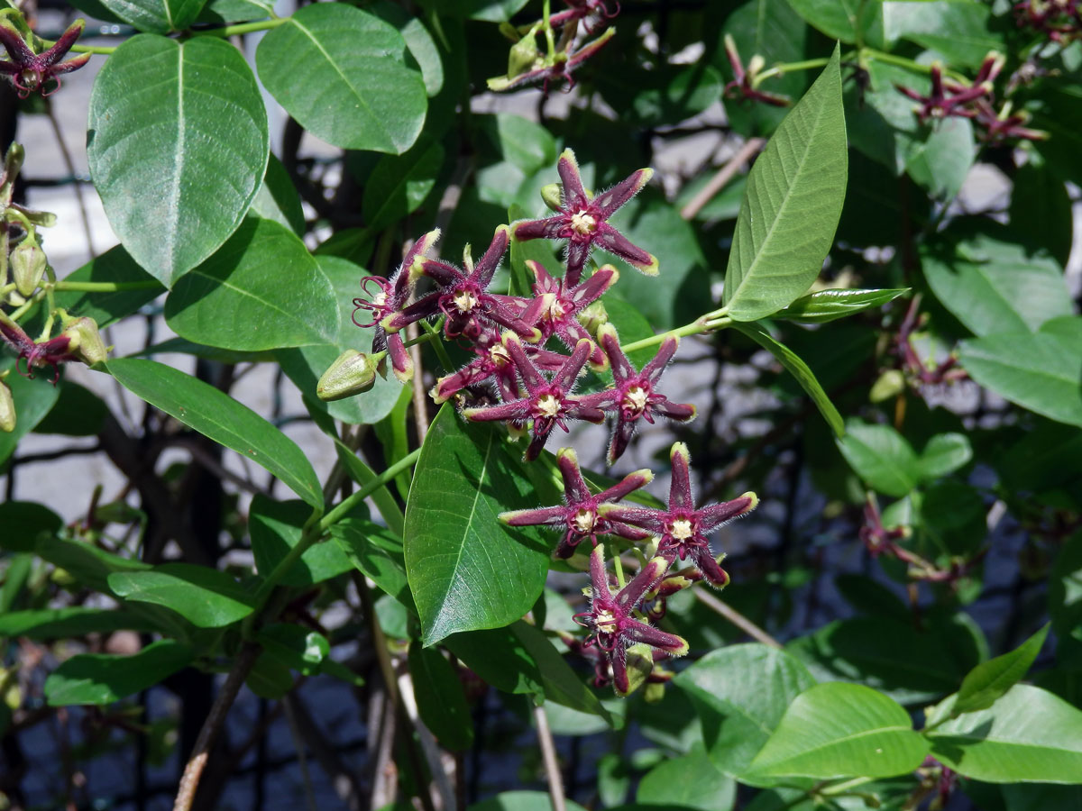 Svidina plotní (Periploca sepium Bunge)