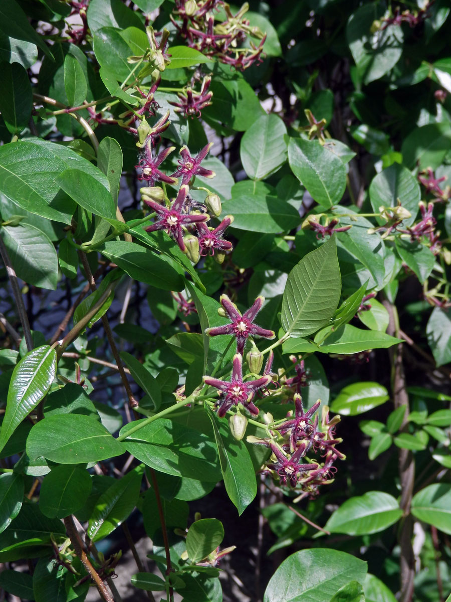 Svidina plotní (Periploca sepium Bunge)