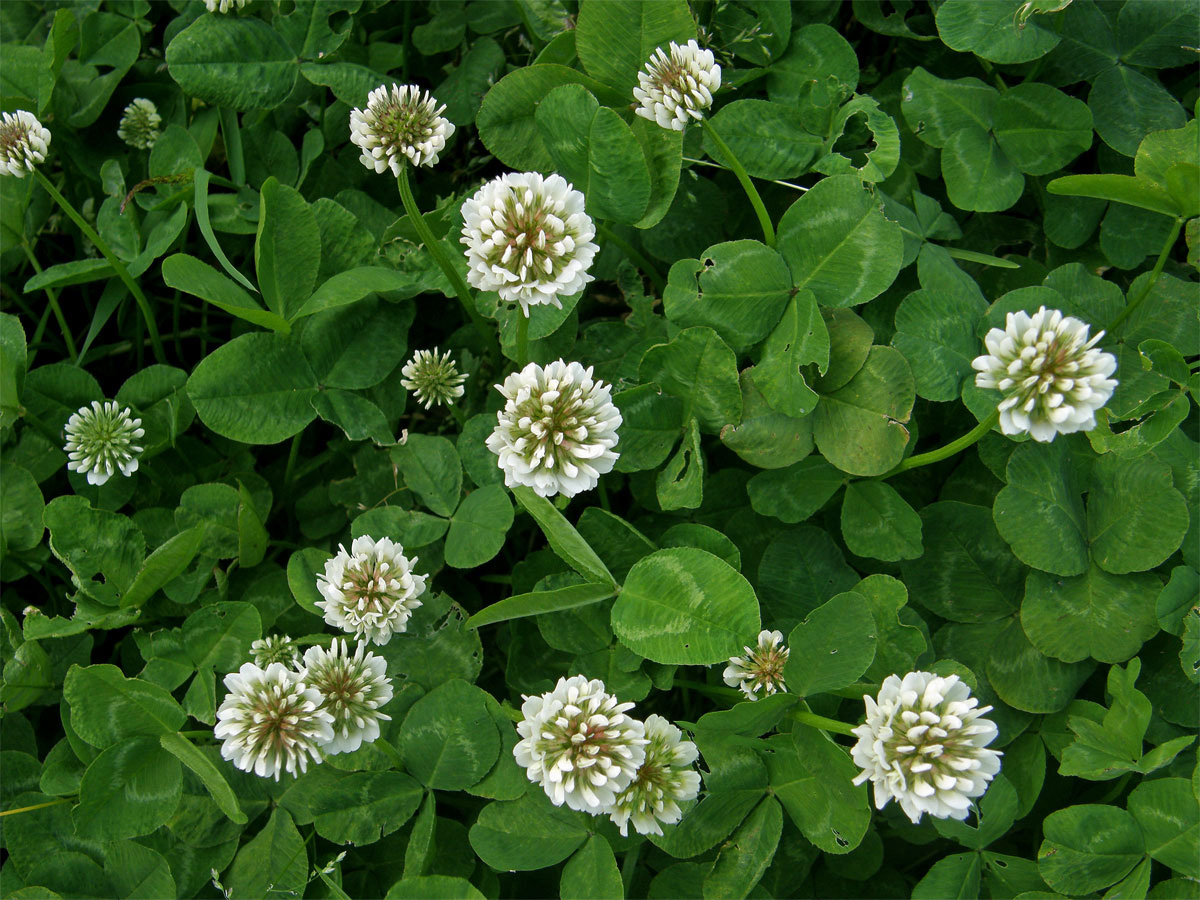 Jetel plazivý (Trifolium repens L.)