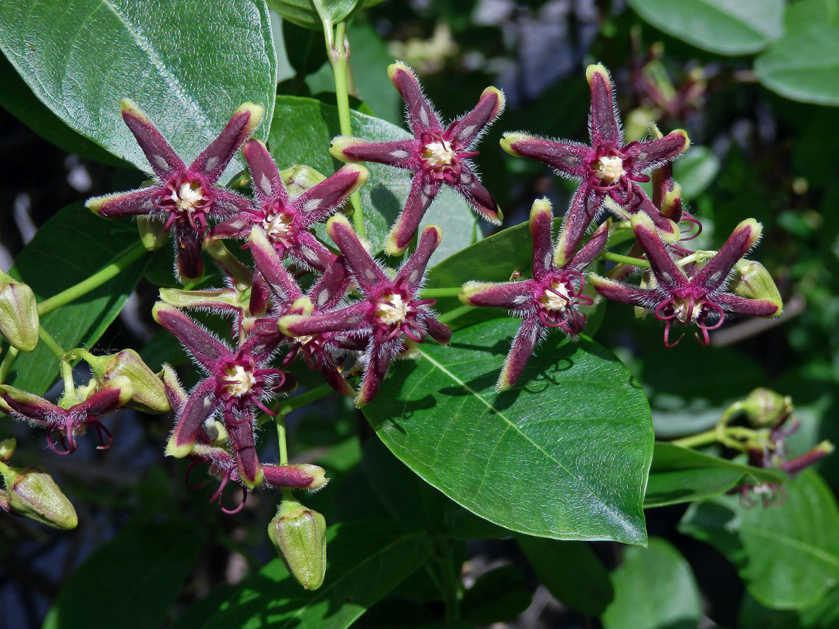 Svidina plotní (Periploca sepium Bunge)