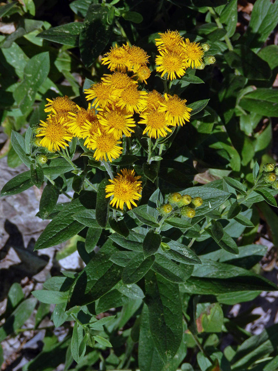 Oman německý (Inula germanica L.)