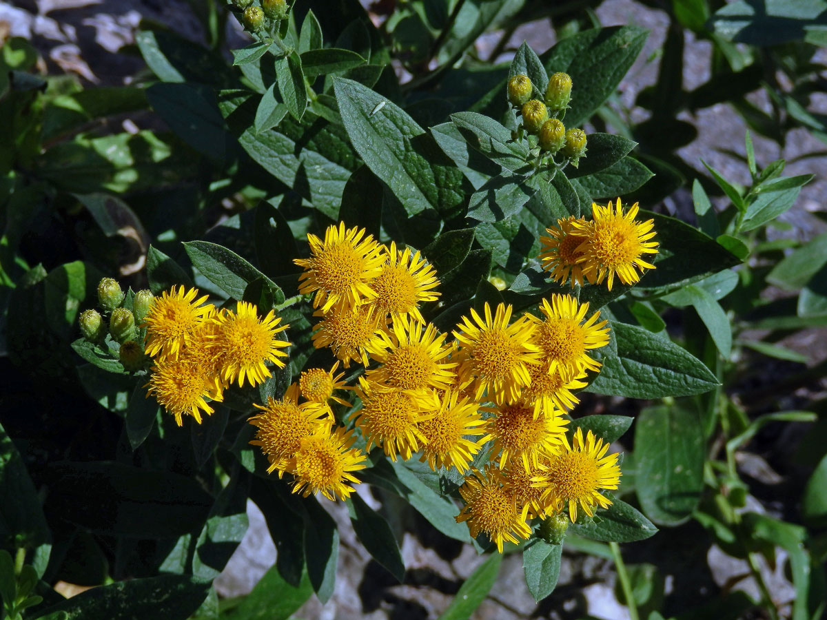 Oman německý (Inula germanica L.)