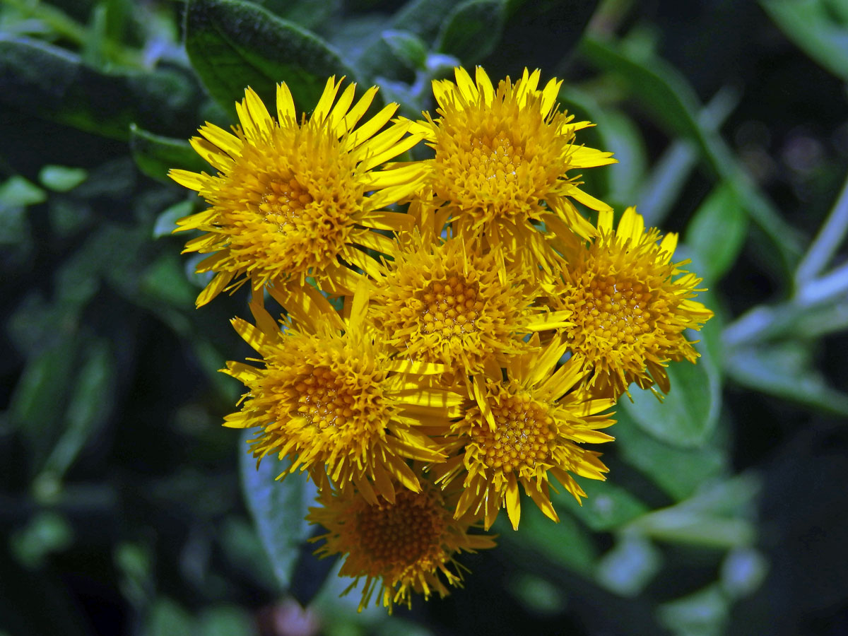 Oman německý (Inula germanica L.)