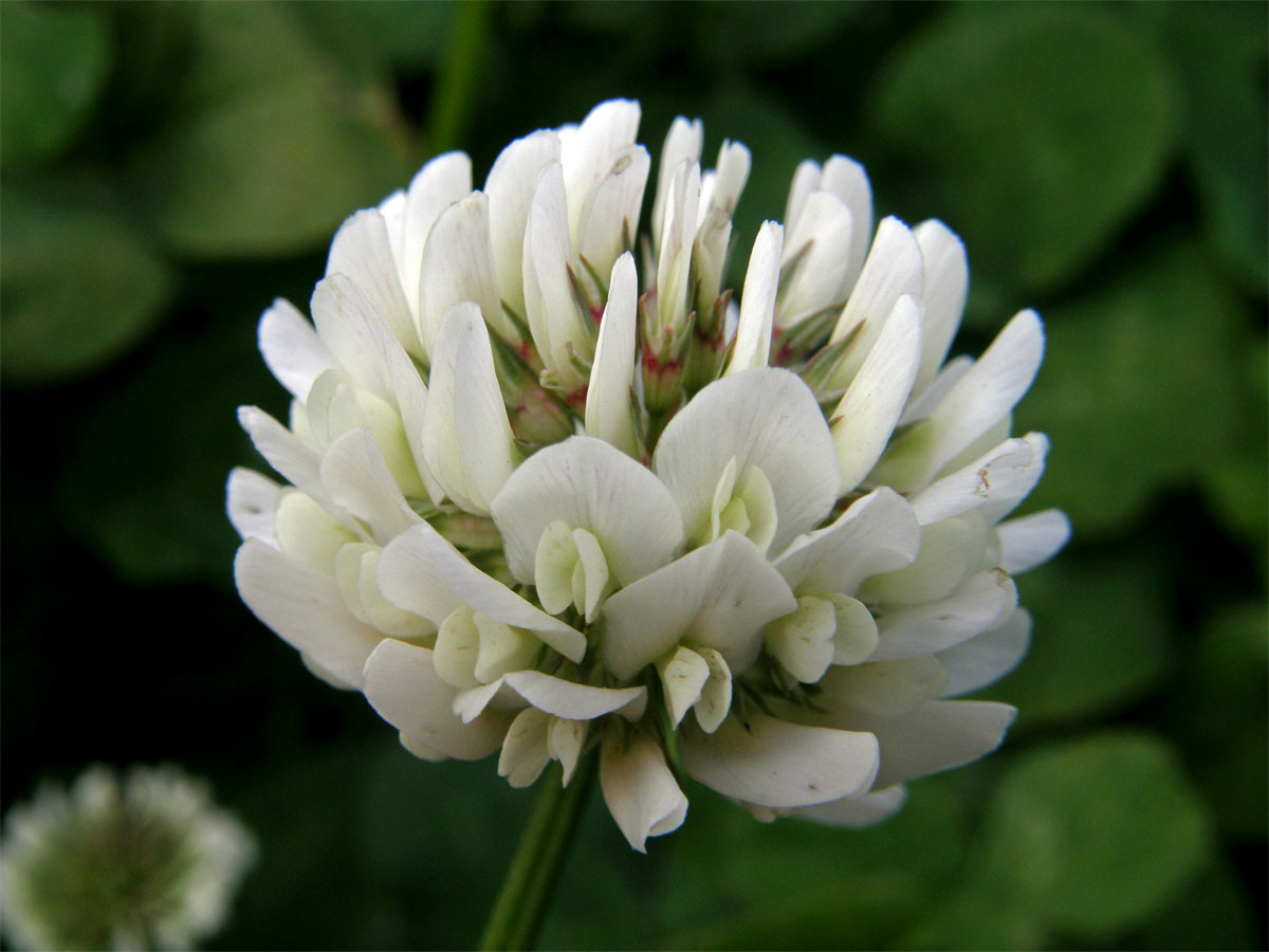 Jetel plazivý (Trifolium repens L.)