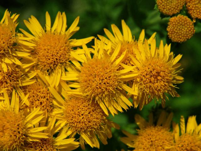 Oman německý (Inula germanica L.)