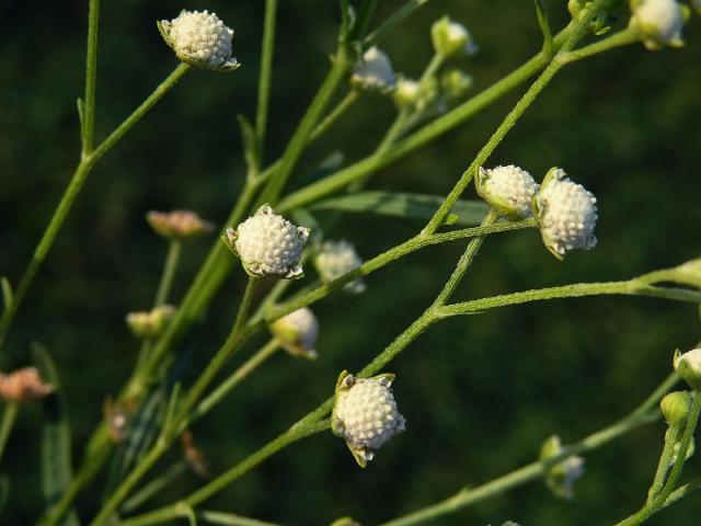 Parthenium hysterophorus L.