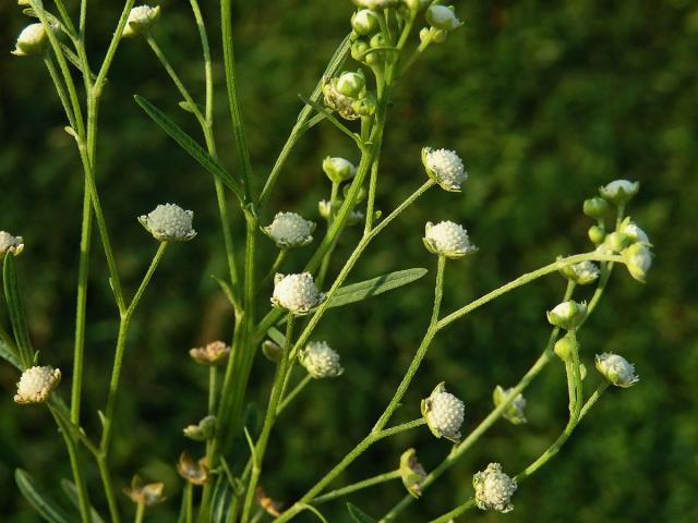 Parthenium hysterophorus L.