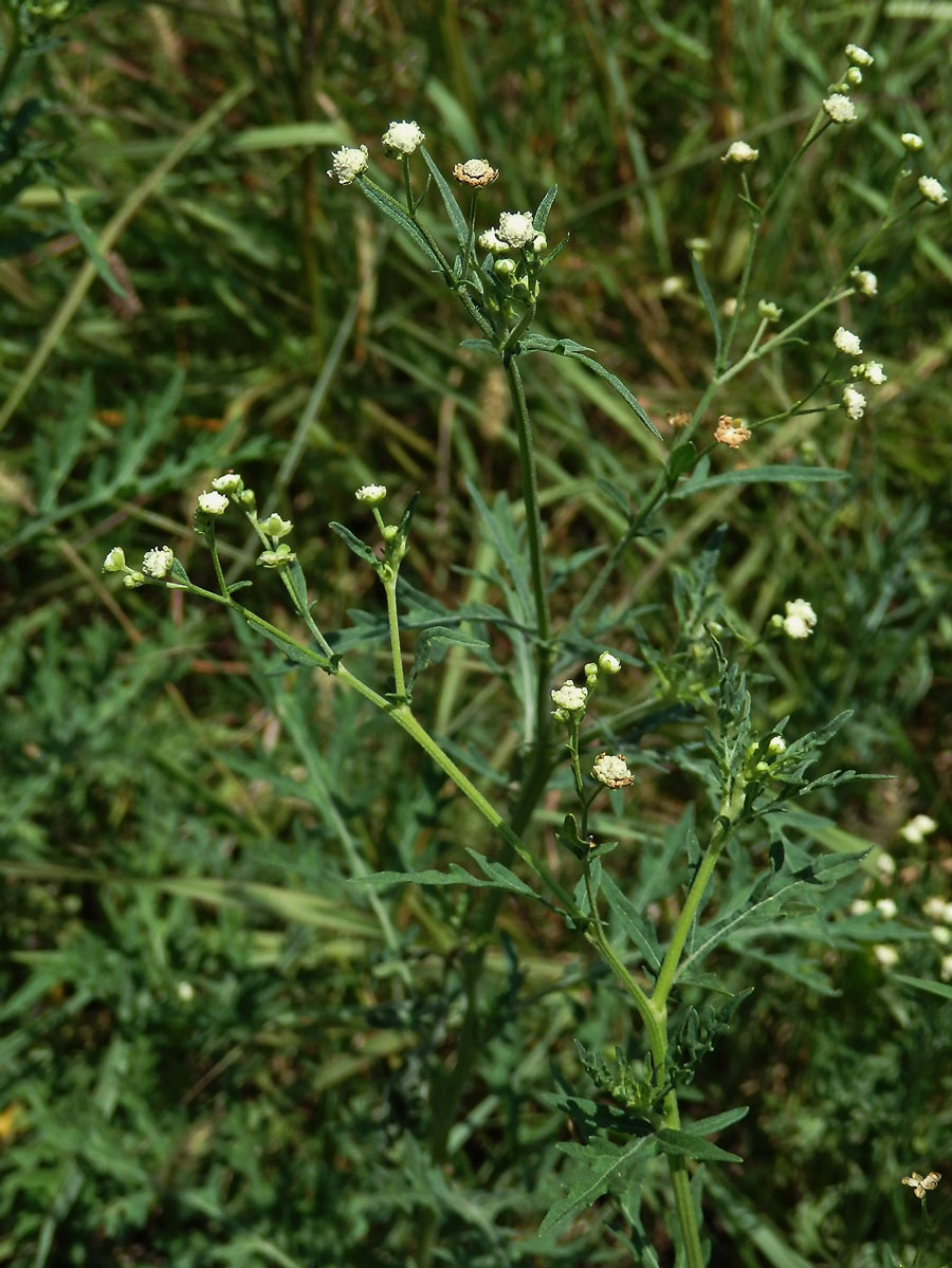 Parthenium hysterophorus L.