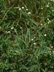 Parthenium hysterophorus L.