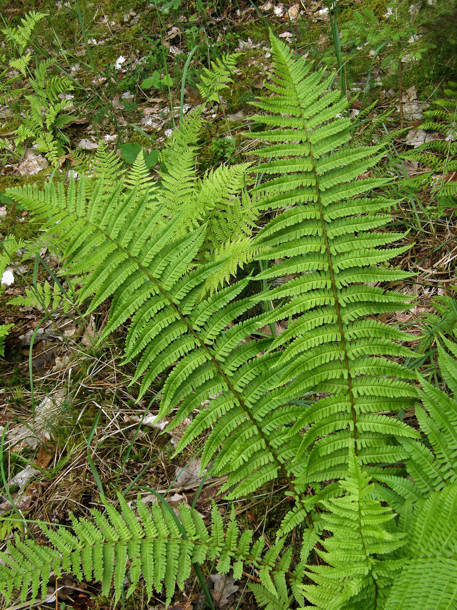 Kapraď rezavá (Dryopteris affinis (Lowe) Fraser-Jenkins s. l.)