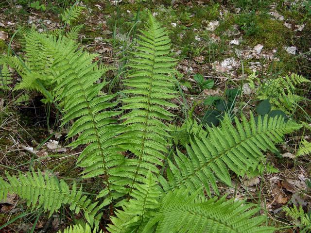 Kapraď rezavá (Dryopteris affinis (Lowe) Fraser-Jenkins s. l.)