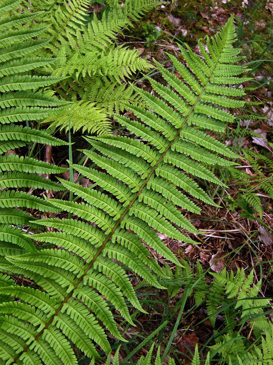 Kapraď rezavá (Dryopteris affinis (Lowe) Fraser-Jenkins s. l.)