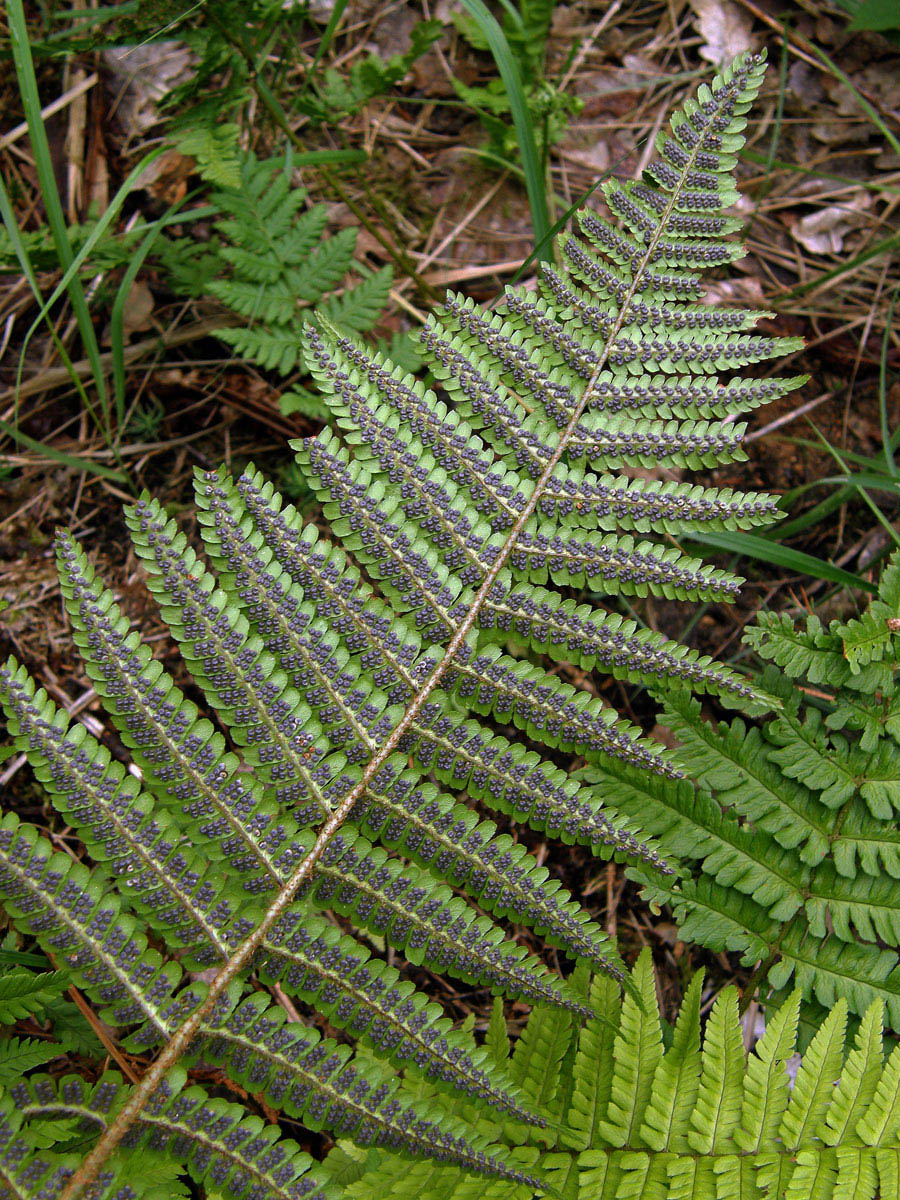 Kapraď rezavá (Dryopteris affinis (Lowe) Fraser-Jenkins s. l.)